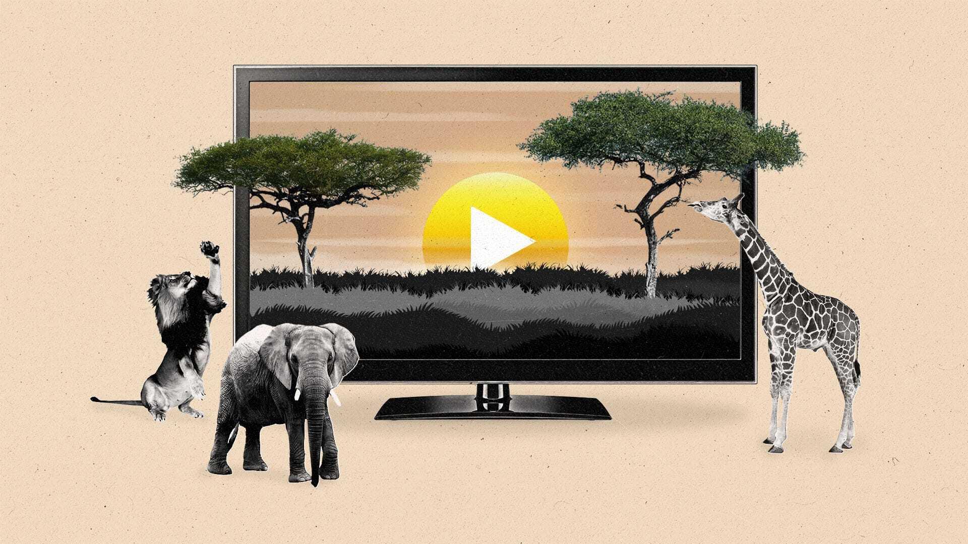 Netflix y Canal expanden su alianza estratégica en África: Un nuevo capítulo en el streaming internacional